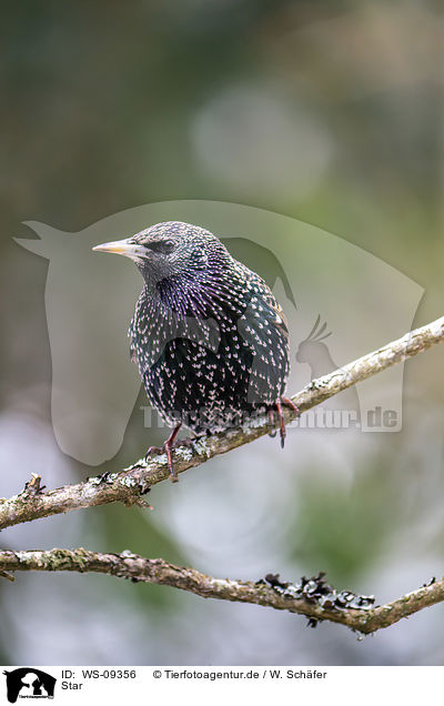 Star / European starling / WS-09356