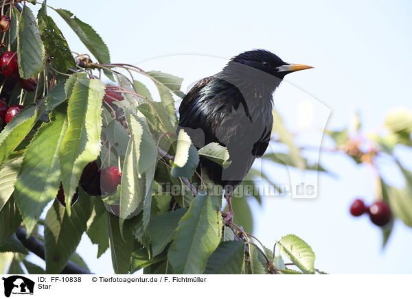 Star / European starling / FF-10838