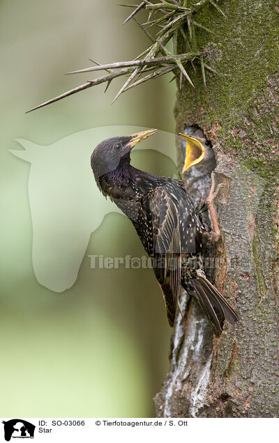 Star / European starling / SO-03066