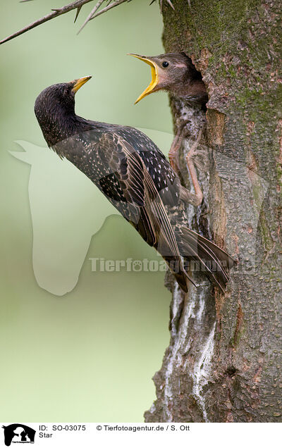 Star / European starling / SO-03075