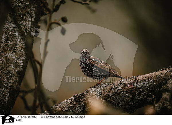 Star / European starling / SVS-01603