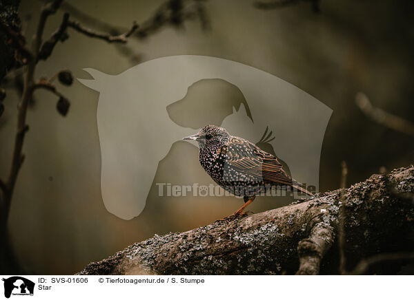 Star / European starling / SVS-01606
