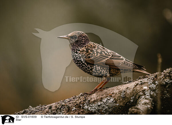 Star / European starling / SVS-01609