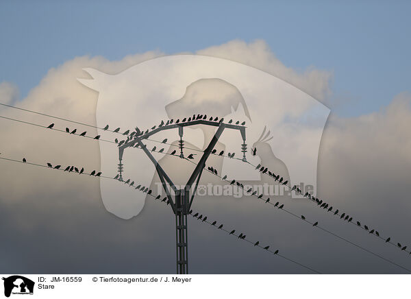 Stare / European starlings / JM-16559