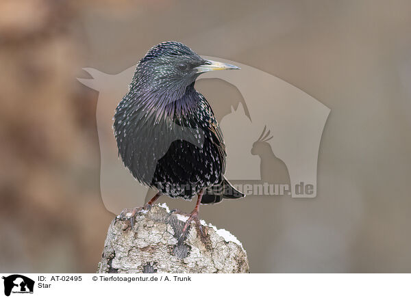 Star / European starling / AT-02495