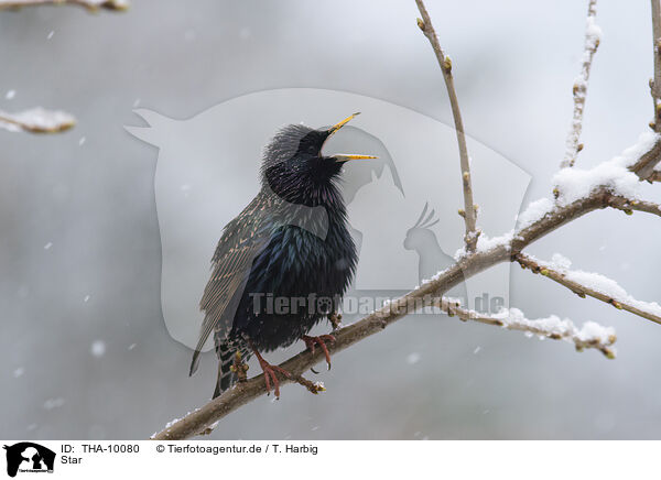 Star / European starling / THA-10080