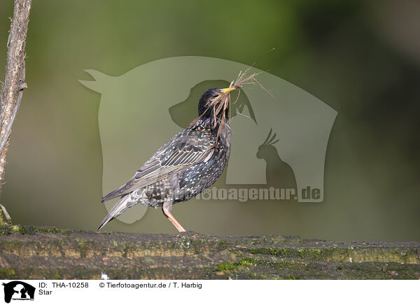Star / European starling / THA-10258