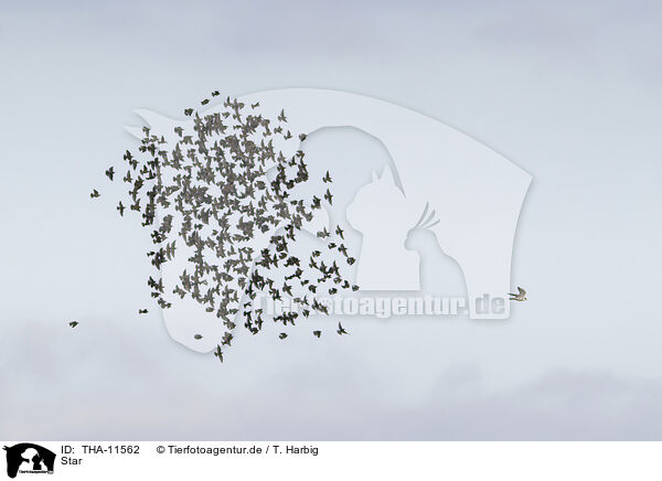Star / starling / THA-11562