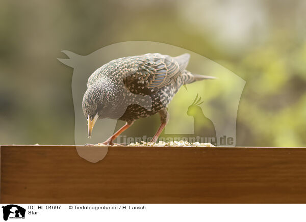 Star / starling / HL-04697