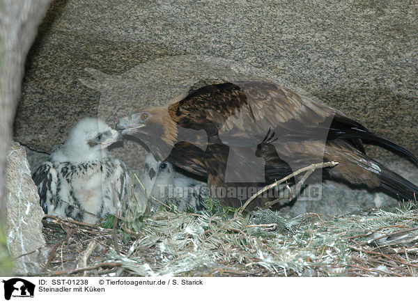 Steinadler mit Kken / Golden Eagle with chicks / SST-01238