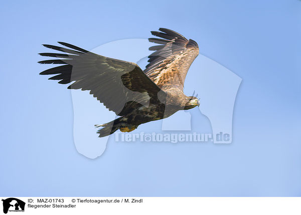 fliegender Steinadler / flying golden eagle / MAZ-01743