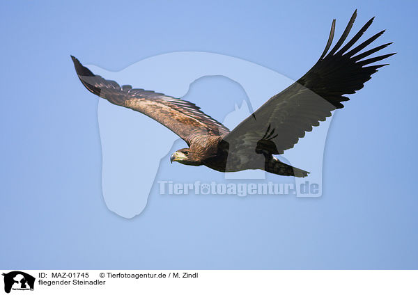 fliegender Steinadler / flying golden eagle / MAZ-01745