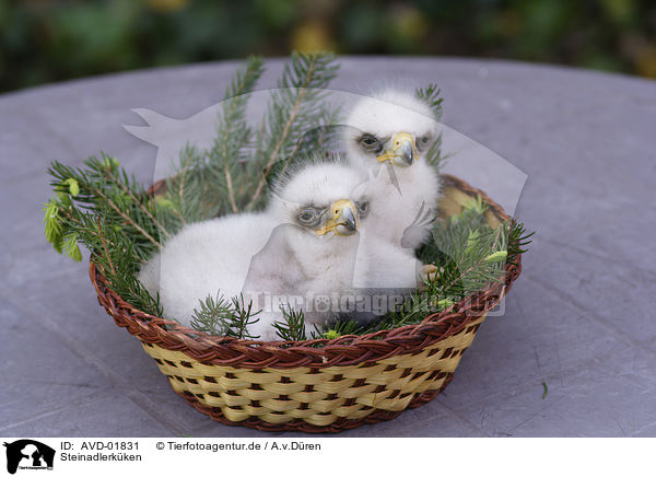 Steinadlerk�ken / golden eagle fledglings / AVD-01831