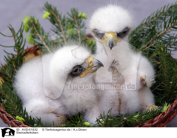 Steinadlerk�ken / golden eagle fledglings / AVD-01832