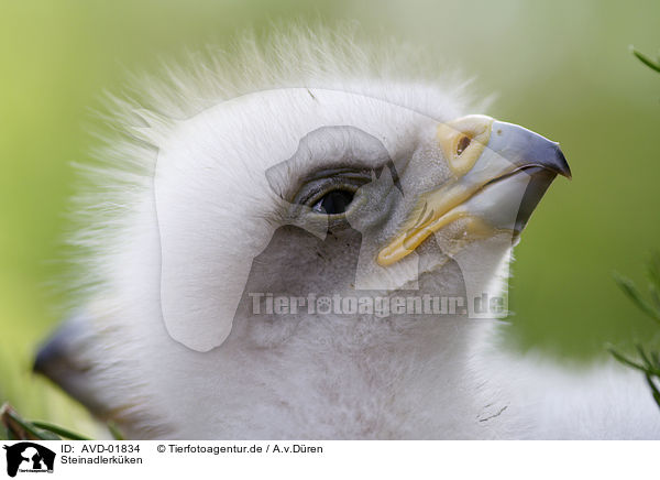 Steinadlerkken / golden eagle fledgling / AVD-01834