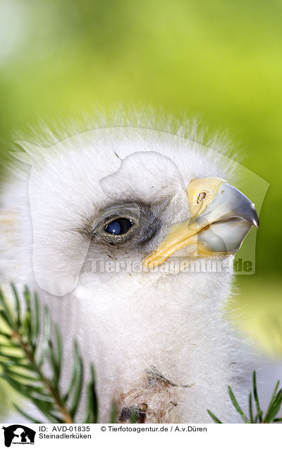 Steinadlerkken / golden eagle fledgling / AVD-01835