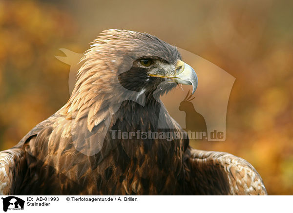 Steinadler / golden eagle / AB-01993