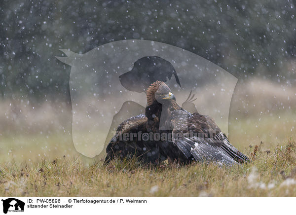 sitzender Steinadler / sitting golden eagle / PW-05896