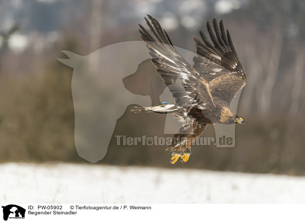 fliegender Steinadler / flying golden eagle / PW-05902