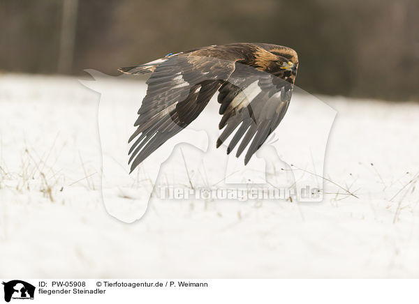 fliegender Steinadler / flying golden eagle / PW-05908