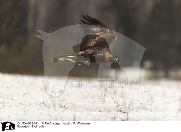 fliegender Steinadler / flying golden eagle / PW-05909
