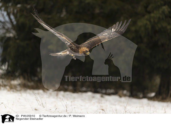 fliegender Steinadler / flying golden eagle / PW-05910
