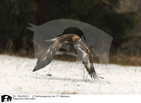 fliegender Steinadler / flying golden eagle / PW-05912