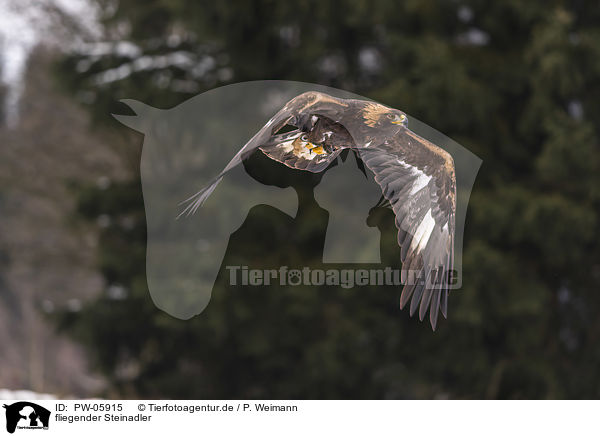 fliegender Steinadler / flying golden eagle / PW-05915