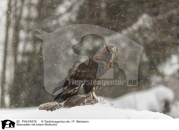 Steinadler mit totem Rotfuchs / golden eagle with dead red fox / PW-05978