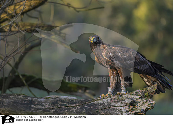 sitzender Steinadler / sitting Golden Eagle / PW-07373