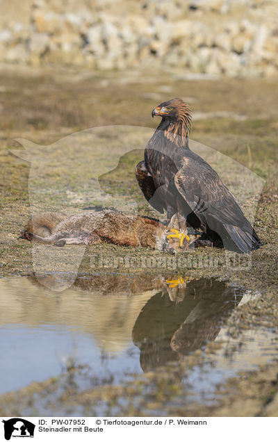 Steinadler mit Beute / Golden Eagle with prey / PW-07952