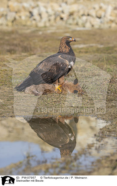 Steinadler mit Beute / Golden Eagle with prey / PW-07957