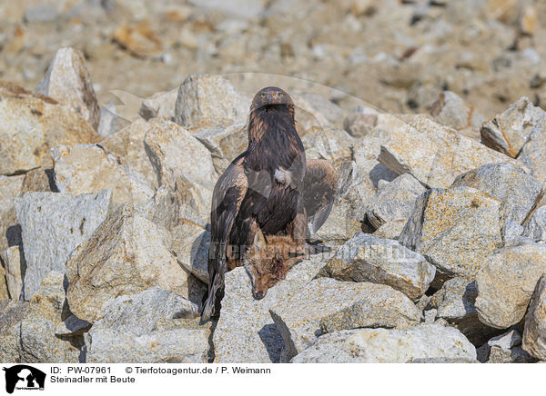 Steinadler mit Beute / Golden Eagle with prey / PW-07961