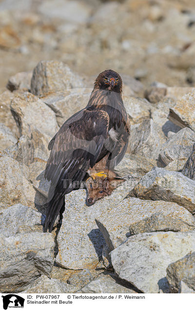 Steinadler mit Beute / Golden Eagle with prey / PW-07967