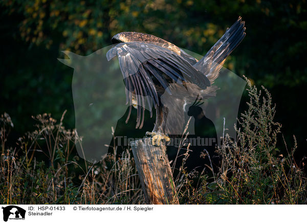 Steinadler / golden eagle / HSP-01433