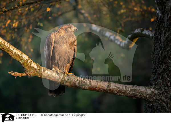 Steinadler / golden eagle / HSP-01440