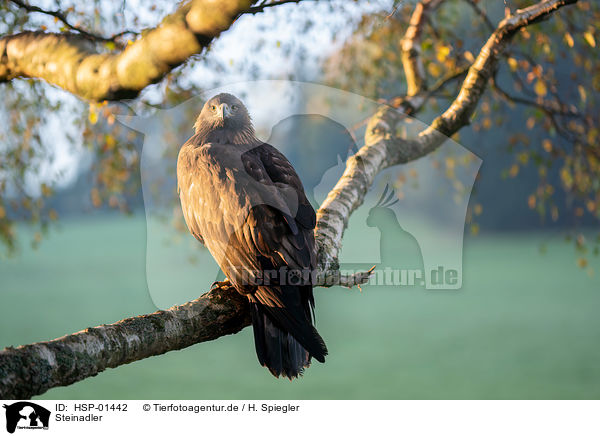 Steinadler / golden eagle / HSP-01442