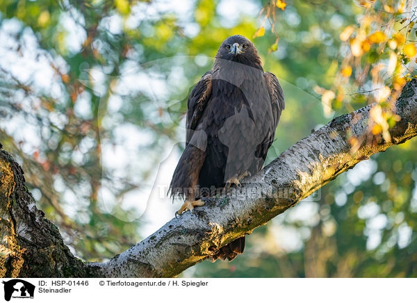 Steinadler / golden eagle / HSP-01446