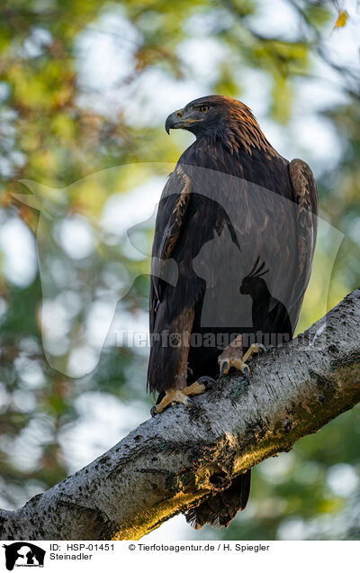 Steinadler / golden eagle / HSP-01451