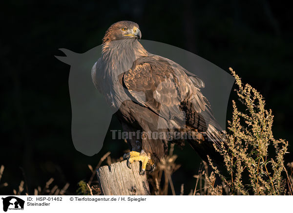 Steinadler / golden eagle / HSP-01462