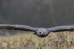 fliegender Steinadler