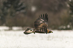 fliegender Steinadler