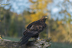sitzender Steinadler
