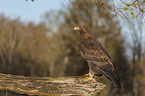 sitzender Steinadler