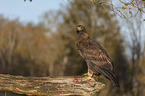 sitzender Steinadler