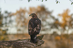 sitzender Steinadler