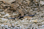 fliegender Steinadler
