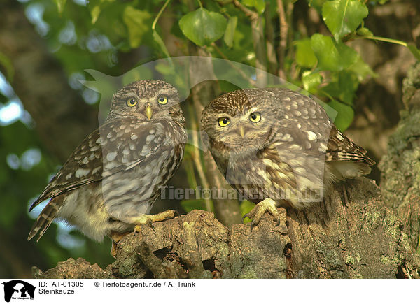 Steinkuze / Little Owls / AT-01305