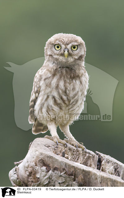 Steinkauz / little owl / FLPA-03419