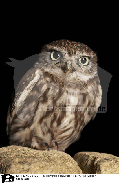 Steinkauz / little owl / FLPA-03423